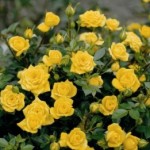 Роза Йеллоу бейби спрей желтая до 50-70 см аромат слабый