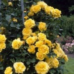 Роза Казино плетистая  желтая до 300-400 см аромат средний