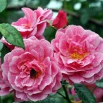 Роза Камелот плетистая  розовая с ретушью до 250-300 см аромат сильный