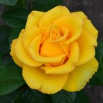 Роза Керио чайно-гибридная желтая до 120 см аромат средний