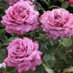 Роза Клод Брассер чайно-гибридная сиреневая до 70-90 см аромат очень сильный