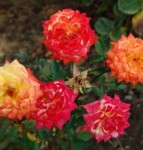 Роза Колибри миниатюрная оранжевая до 50 см аромат средний