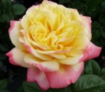 Роза Кордес юбилей чайно-гибридная розово-желтая до 120 см аромат сильный