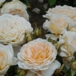 Роза Крим Абанданс Cream Abundance чайно-гибридная кремово-желтоватая до 90 см аромат сильный