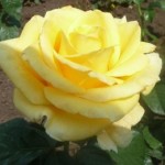Роза Кронос чайно-гибридная желтая до 120 см аромат слабый