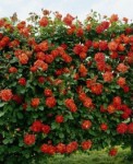 Роза Кузя  плетистая  красная до 300-400 см аромат средний