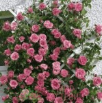 Роза Лавиния плетистая  розовая до 200-300 см аромат сильный
