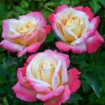 Роза Летиция Каста чайно-гибридная кремово-розовая до 100-120 см аромат слабый