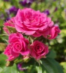 Роза Лидия Лавли спрей темно-розовая до 60 см аромат слабый