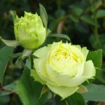 Роза Лимбо чайно-гибридная зеленая до 80 см аромат слабый
