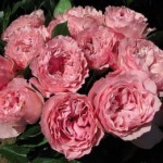 Роза Майра пинк чайно-гибридная розовая до 100 см аромат слабый