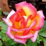 Роза МасКотэ чайно-гибридная желто-розовая до 100 см аромат средний