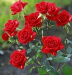 Роза Мирабель спрей красная алая до 70 см аромат средний