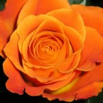 Роза Миракла чайно-гибридная оранжевая до 100 см аромат средний