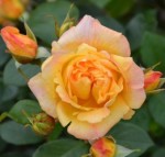 Роза Мишка плетистая  оранжевая до 200 см аромат средний