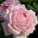 Роза Муриам чайно-гибридная коралловая до 120 см аромат очень сильный
