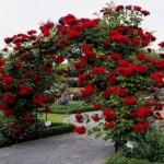 Роза Нахел Глут плетистая  малиновая до 250 см аромат средний
