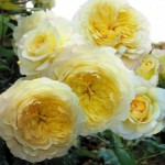 Роза Нельсон Монфор чайно-гибридная желтая до 150 см аромат сильный