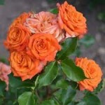 Роза Оранж бейби спрей оранжевая до 60 см аромат слабый