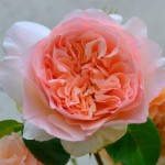 Роза Папи Дельбар плетистая  абрикосовая до 300 см аромат сильный