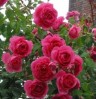 Роза Парад плетистая  розовая до 350 см аромат средний
