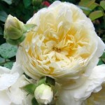Роза Перпетуалле Йорс плетистая  кремовая до 500 см аромат средний