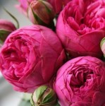 Роза Пинк пиано спрей пион розовая до 80 см аромат слабый