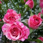 Роза Пинк флеш спрей  розовая рябая до 60 см аромат слабый