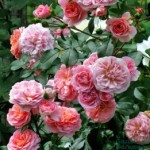 Роза Пируэт плетистая  нежно розовая до 250 см аромат средний