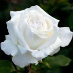 Роза Пьер Ардити чайно-гибридная белая до 100 см аромат средний
