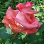 Роза Рафаэлла чайно-гибридная темно-розовая до 100 см аромат средний