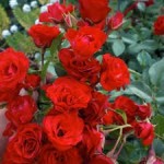 Роза Ред каскад почвопокровная красная до 250 см аромат слабый