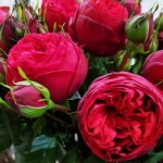 Роза Ред пиано чайно-гибридная пион  красная до 120 см аромат слабый