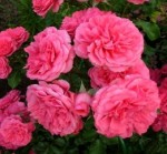 Роза Розариум Ютерсен  плетистая  темно-розовая до 350 см аромат средний
