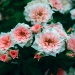 Роза  Даниэла спрей нежно розовая до 40 см аромат слабый