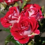 Роза Руби Стар спрей красная до 60 см аромат слабый