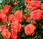 Роза Салита плетистая  красная до 300 см аромат слабый