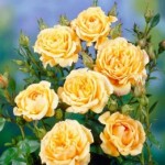 Роза Сан чарм спрей желтая до 50 см аромат средний
