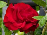 Роза Сантана плетистая  красная до 300 см аромат средний