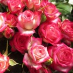 Роза Сафина спрей розово-белая до 80 см аромат средний