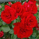 Роза Симпати плетистая  красная до 400 см аромат слабый