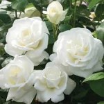 Роза Сноу денс спрей белая до 90 см аромат слабый