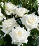 Роза Сноуфлейк спрей белая до 60 см аромат слабый