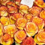 Роза Спрейка желтая с красным ободком спрей желтая с красным до 60 см аромат слабый