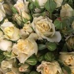 Роза Спрейка кремовая спрей кремовая до 60 см аромат слабый