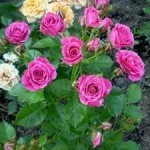 Роза Спрейка малиновая спрей малиновая до 60 см аромат слабый