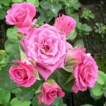 Роза Спрейка светло-малиновая спрей нежно-малиновая до 60 см аромат слабый