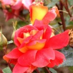 Роза Султан чайно-гибридная оранжево-красная до 120 см аромат слабый