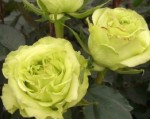 Роза Супер Грин чайно-гибридная зеленая до 120 см аромат слабый