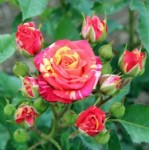 Роза Фаер Флеш спрей красно-желтая до 60 см аромат слабый